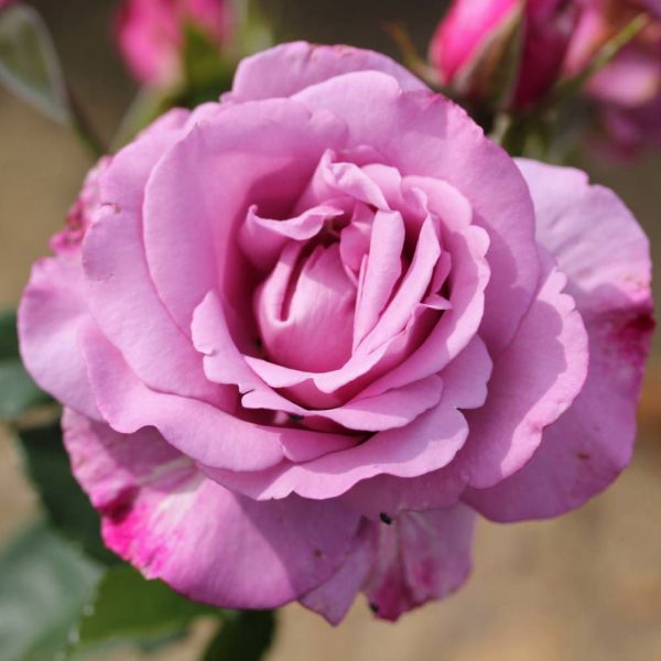 Rosa 'My Lovely Dad' Bush Rose 3 Litre